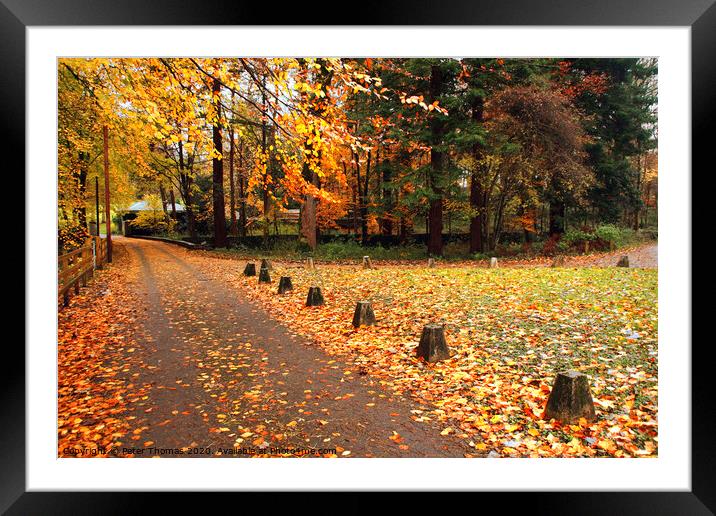 Autumn Colours in  Merthyr Mawr Framed Mounted Print by Peter Thomas