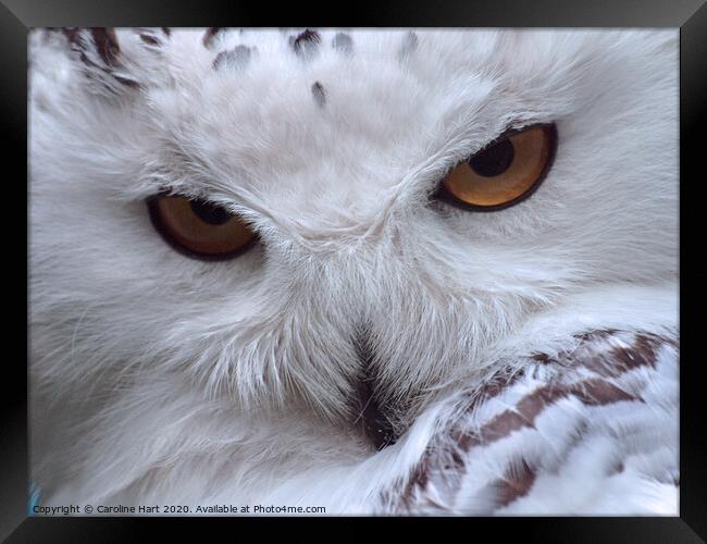 A close up of an owl Framed Print by Caroline Hart