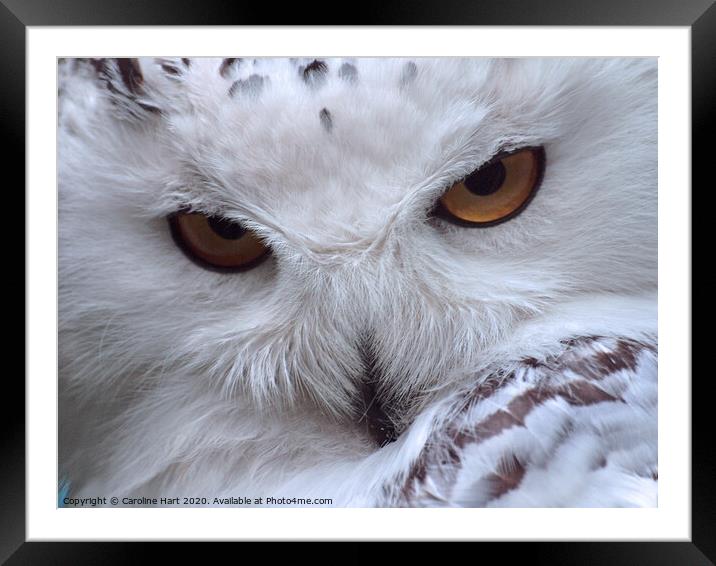 A close up of an owl Framed Mounted Print by Caroline Hart