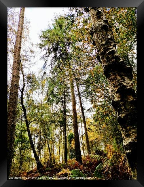 Woodland trees on a sunny October Morning Framed Print by Samantha Smith