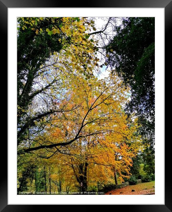Tree in Autumn, bright and beautiful Framed Mounted Print by Samantha Smith