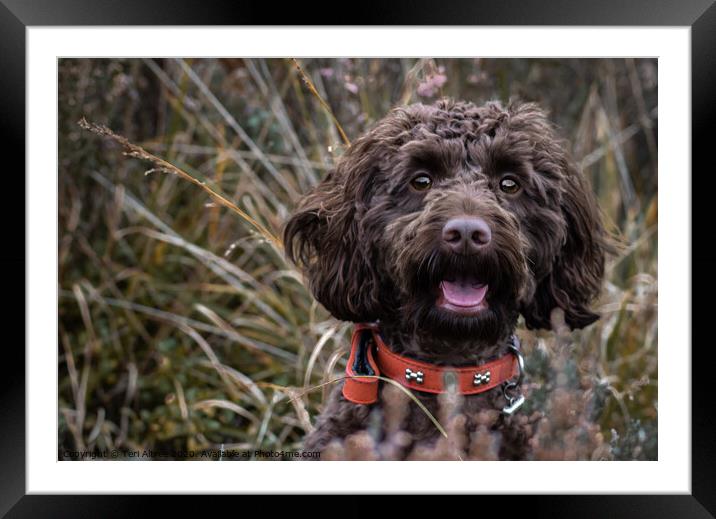Animal dog Framed Mounted Print by Teri Altree