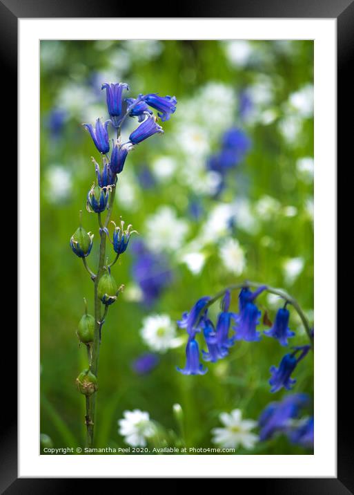 Blue Bell flowers Framed Mounted Print by Samantha Peel