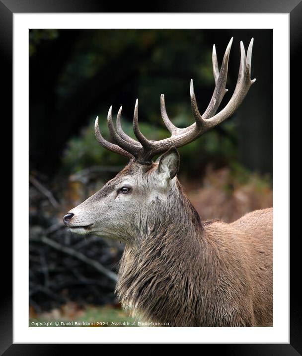 Monarch Of The Glen Framed Mounted Print by David Buckland