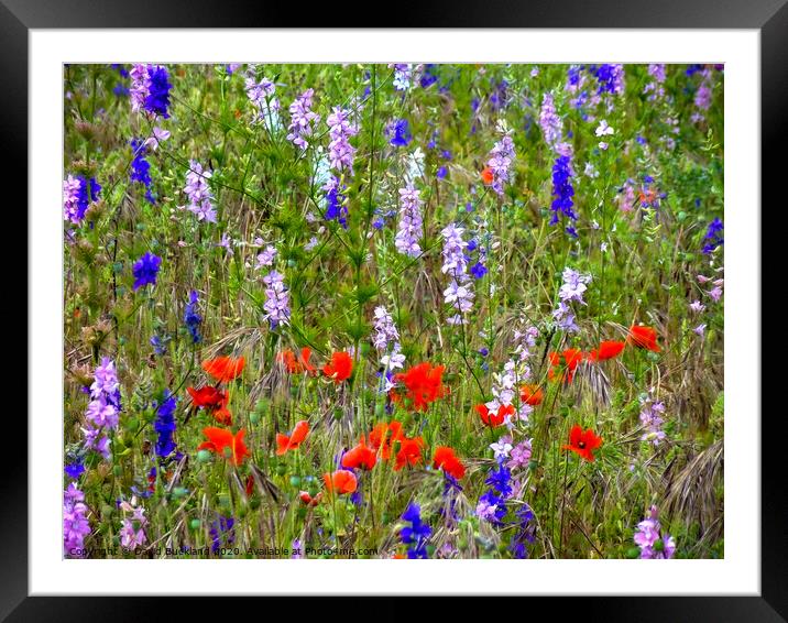 Wild Flowers Framed Mounted Print by David Buckland