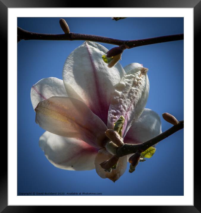 Magnolia Flower Framed Mounted Print by David Buckland