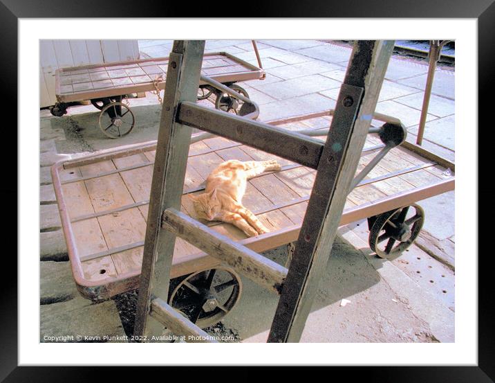 Cat at train station  Framed Mounted Print by Kevin Plunkett