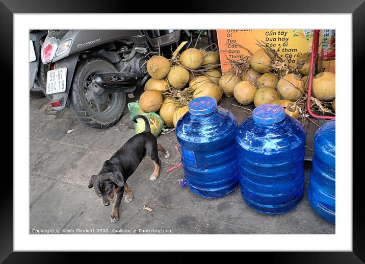 Coconuts, Dog and Water. Ho chi Minh City, Vietnam Framed Mounted Print by Kevin Plunkett