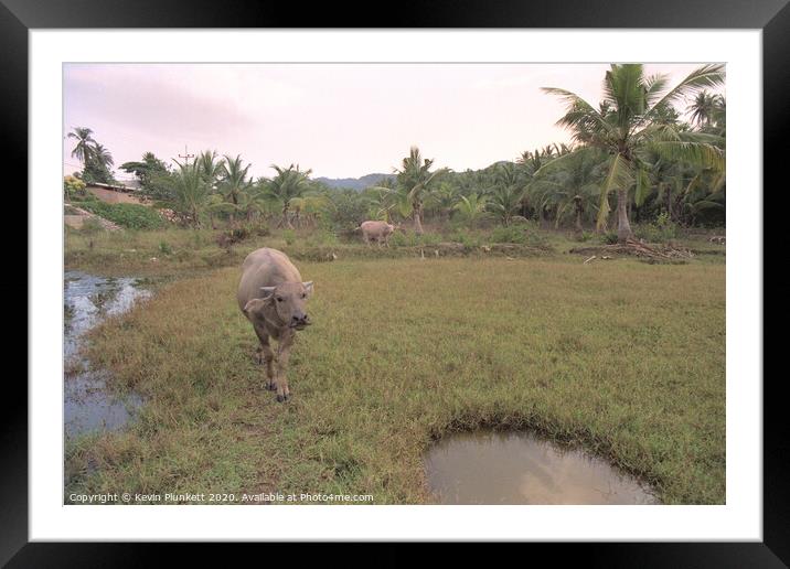 Water buffalo Koh Samui, Thailand Framed Mounted Print by Kevin Plunkett