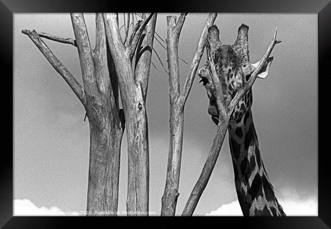 Giraffe at London Zoo Framed Print by Kevin Plunkett