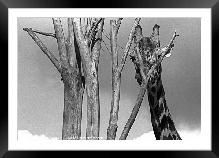 Giraffe at London Zoo Framed Mounted Print by Kevin Plunkett