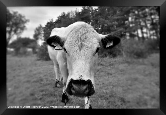 A cow standing on top of a grass covered field Framed Print by Stuart Robinson