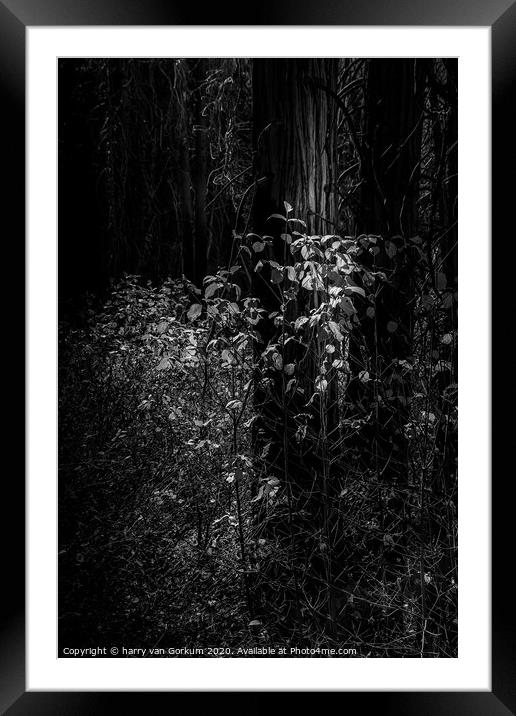 Yosemite Trees in black and white Framed Mounted Print by harry van Gorkum