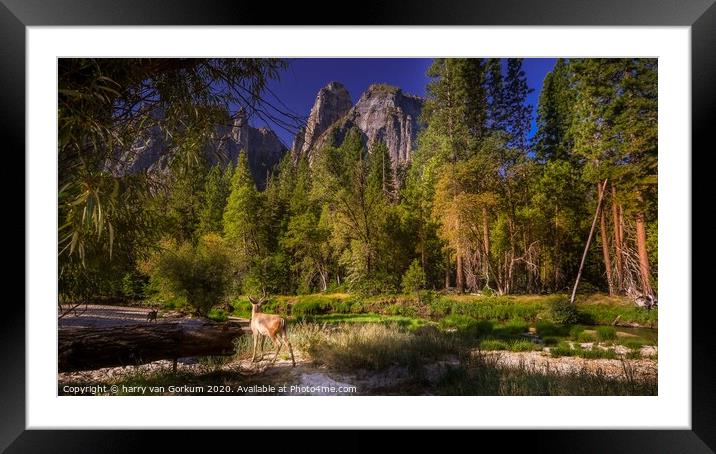 Deer in Yosemite Valley  Framed Mounted Print by harry van Gorkum
