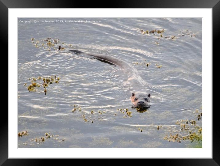  Otter Framed Mounted Print by Huw Prosser