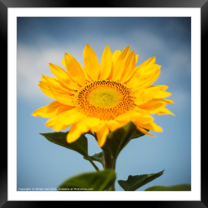 Sunflower  Framed Mounted Print by Efraim Gal
