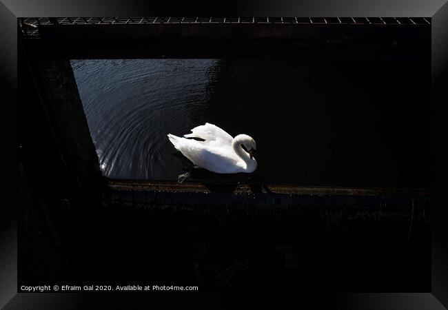 Lonely swan Framed Print by Efraim Gal