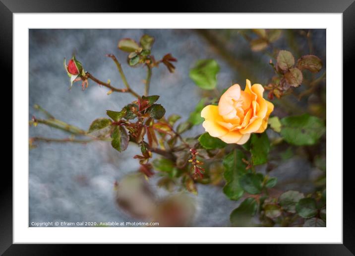 Yellow roses  Framed Mounted Print by Efraim Gal