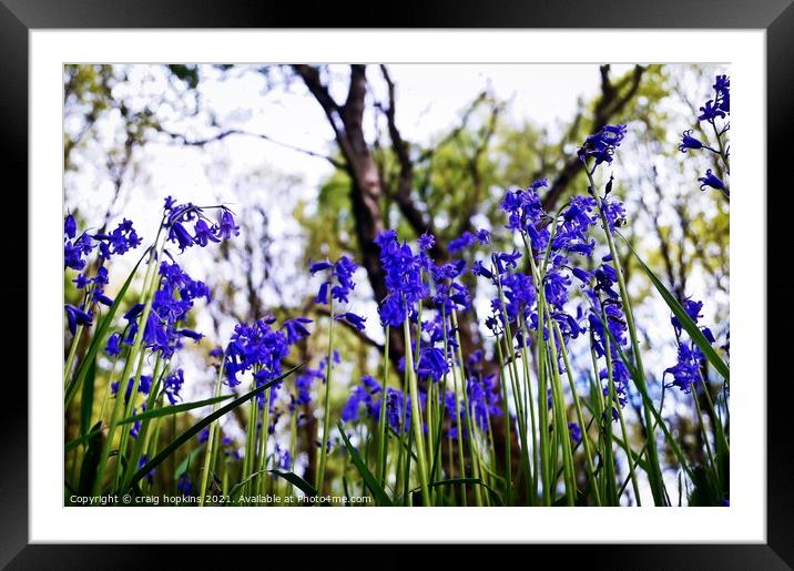 Spring Bluebells Framed Mounted Print by craig hopkins