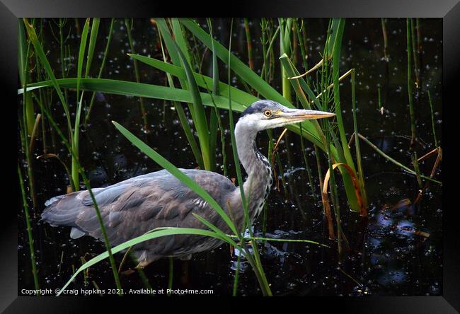 A Heron standing in front of a body of water Framed Print by craig hopkins