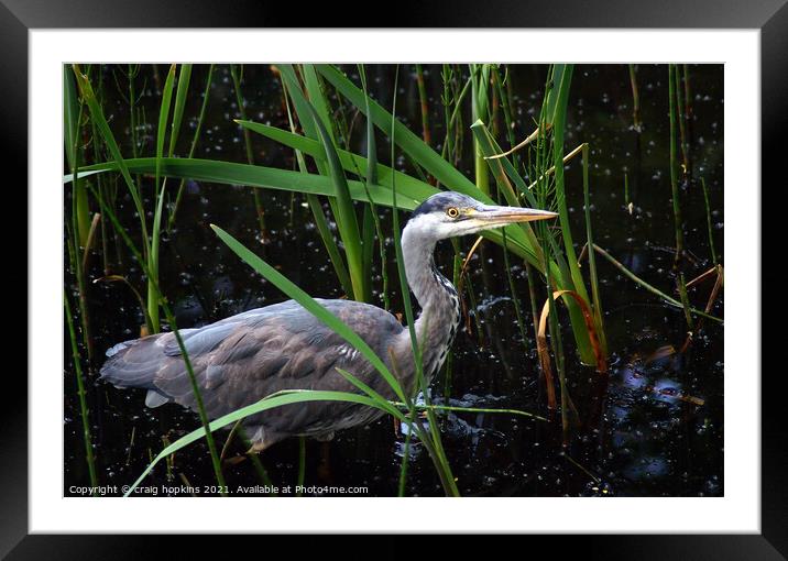 A Heron standing in front of a body of water Framed Mounted Print by craig hopkins