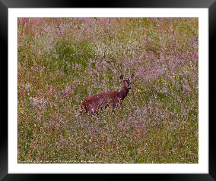 Roe Deer Outdoor field Framed Mounted Print by craig hopkins