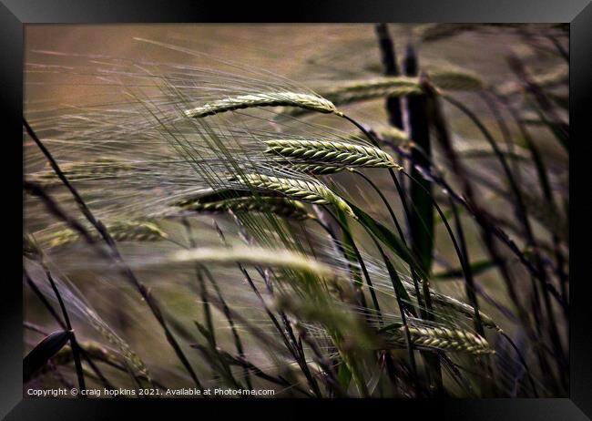 Wheat in the wind Framed Print by craig hopkins