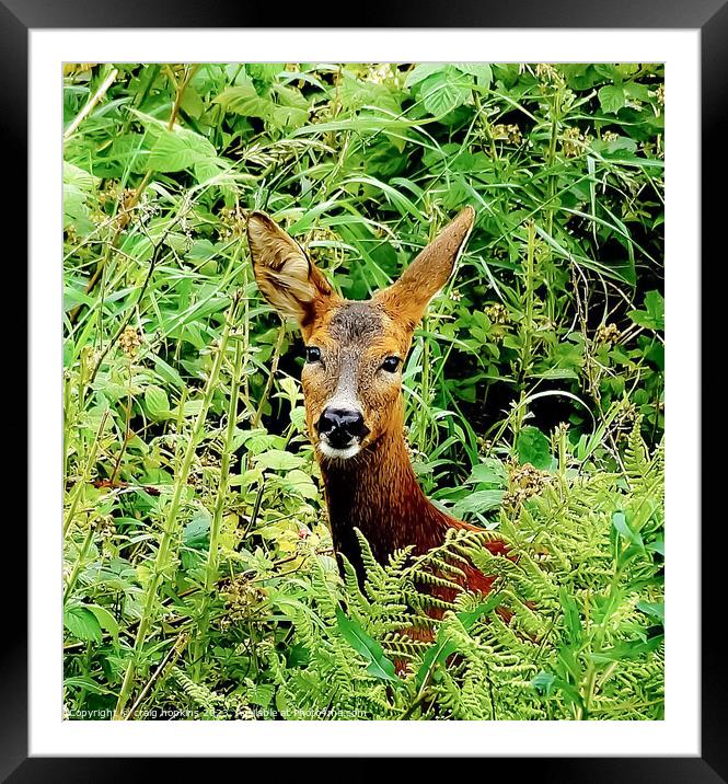 Wild deer Framed Mounted Print by craig hopkins