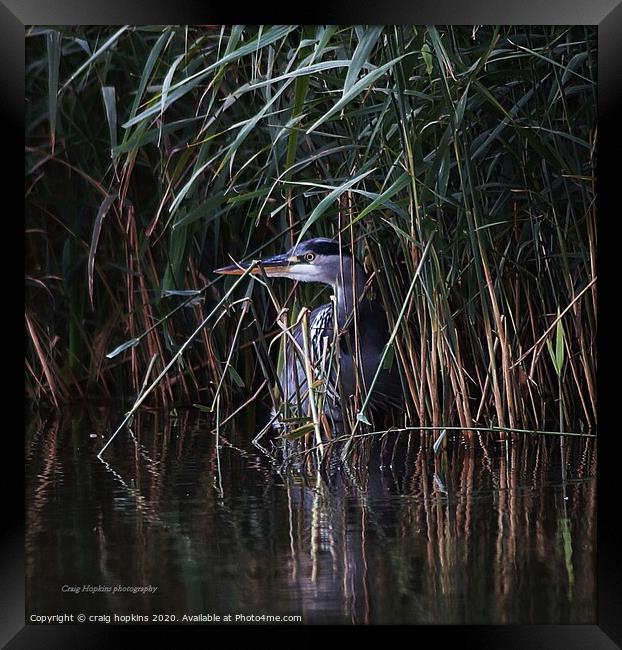 Heron hiding in the reeds Framed Print by craig hopkins