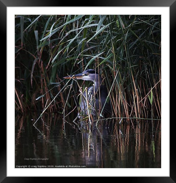 Heron hiding in the reeds Framed Mounted Print by craig hopkins