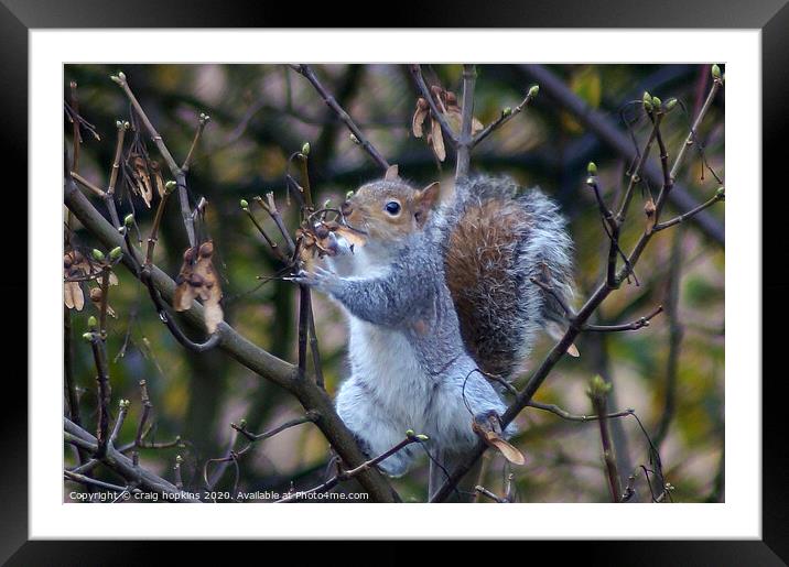Grey Squirrel on sycamore branch Framed Mounted Print by craig hopkins