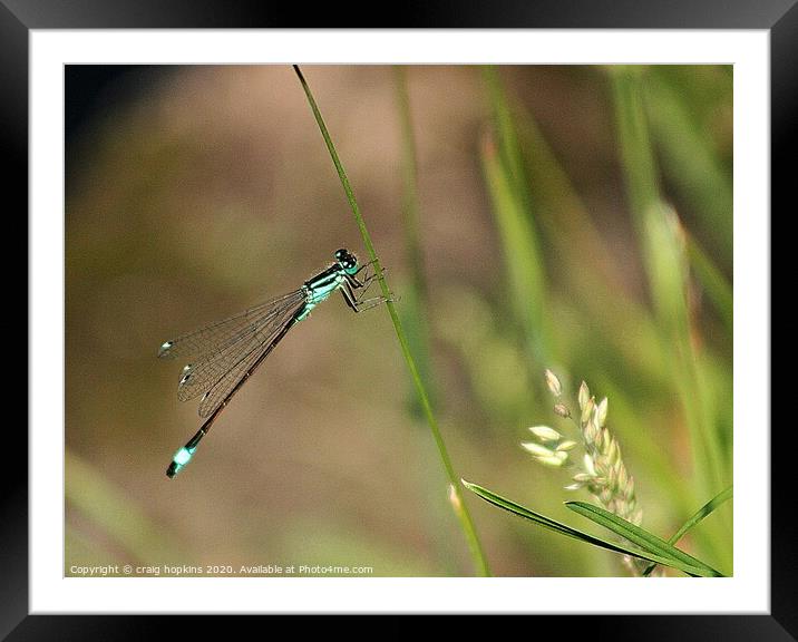 A Damsel fly on a plant Framed Mounted Print by craig hopkins