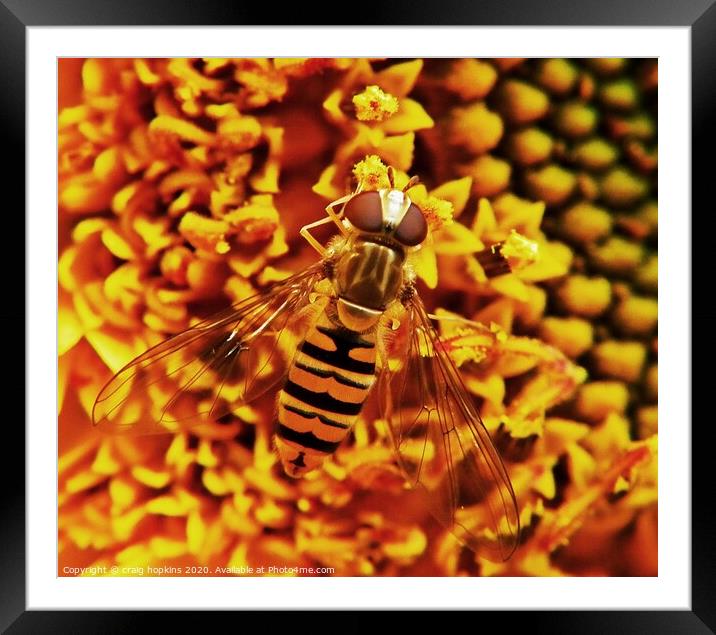 Wasp close up Framed Mounted Print by craig hopkins