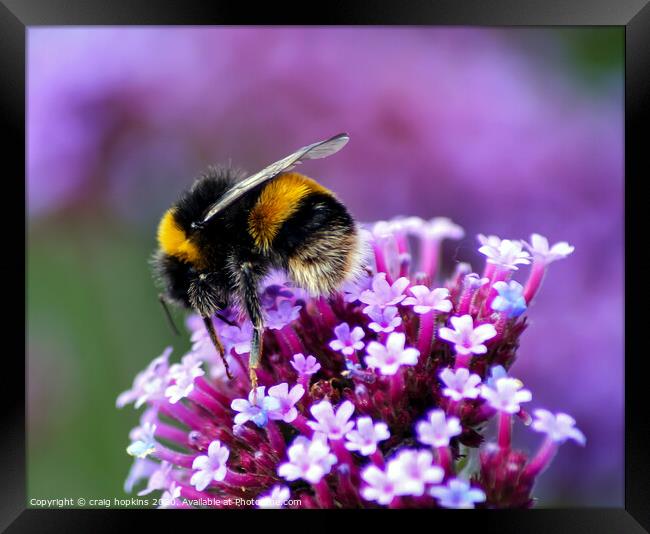 Bumble bee at work Framed Print by craig hopkins