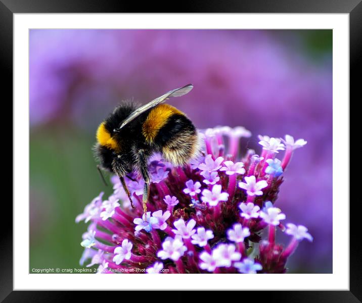 Bumble bee at work Framed Mounted Print by craig hopkins