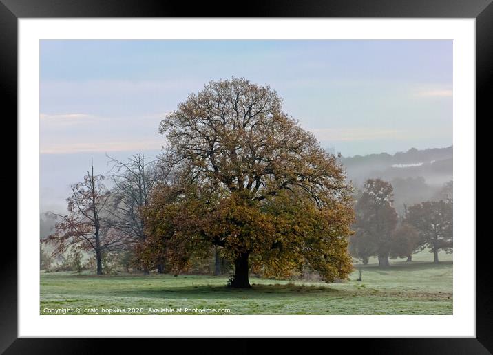 Oak tree Framed Mounted Print by craig hopkins