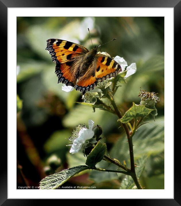 Tortoiseshell on a flower Framed Mounted Print by craig hopkins