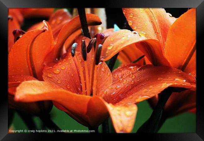 Orchid after the rain Framed Print by craig hopkins