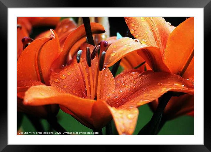 Orchid after the rain Framed Mounted Print by craig hopkins