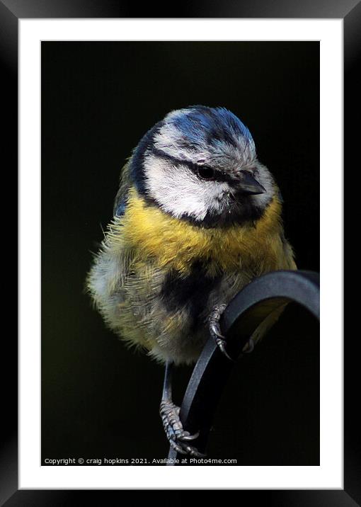 A Blue Tit sitting on a fence Framed Mounted Print by craig hopkins