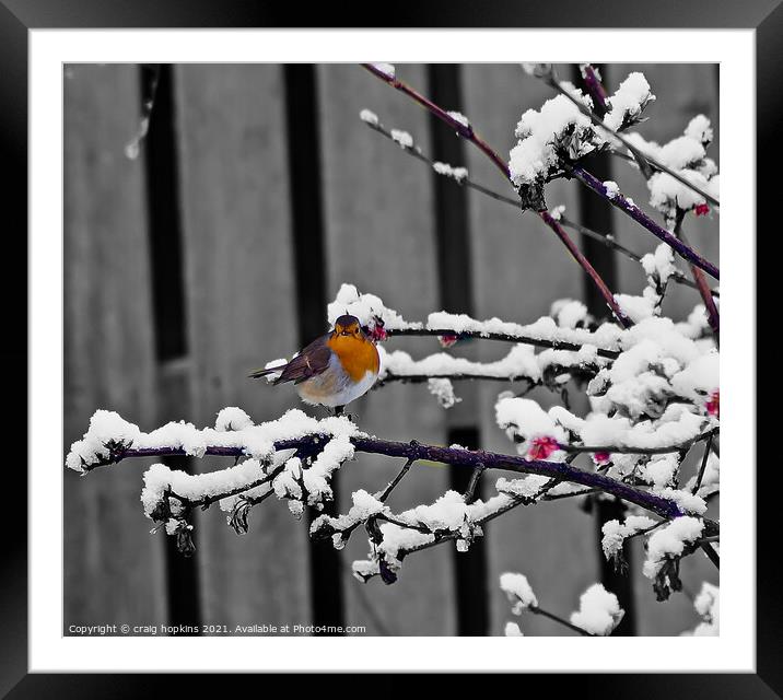 A Robin sat in atree in the snow Framed Mounted Print by craig hopkins