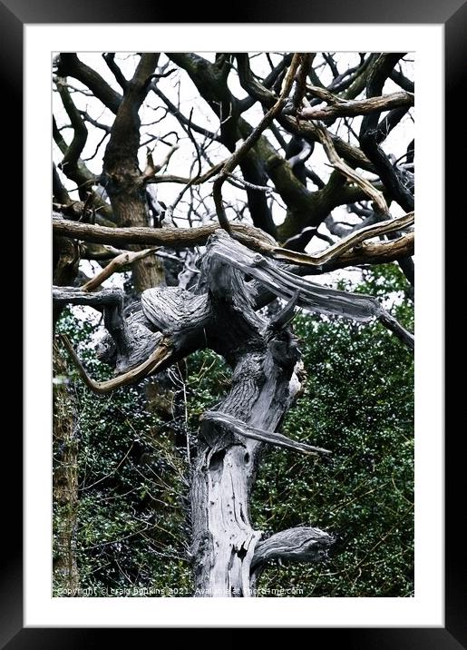 Abstract Tree Framed Mounted Print by craig hopkins