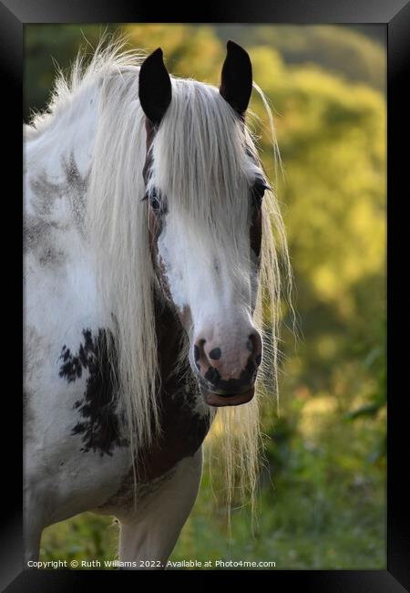 Animal horse Framed Print by Ruth Williams