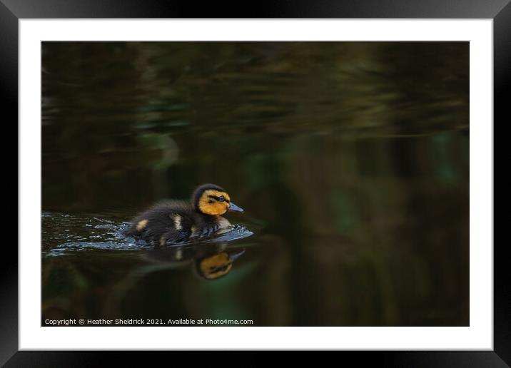 Beautiful Duckling Framed Mounted Print by Heather Sheldrick