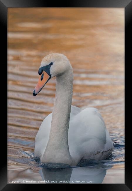Swan at Sunset  Framed Print by Heather Sheldrick