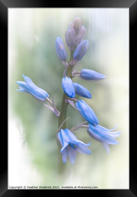 Bluebells in Spring Framed Print by Heather Sheldrick