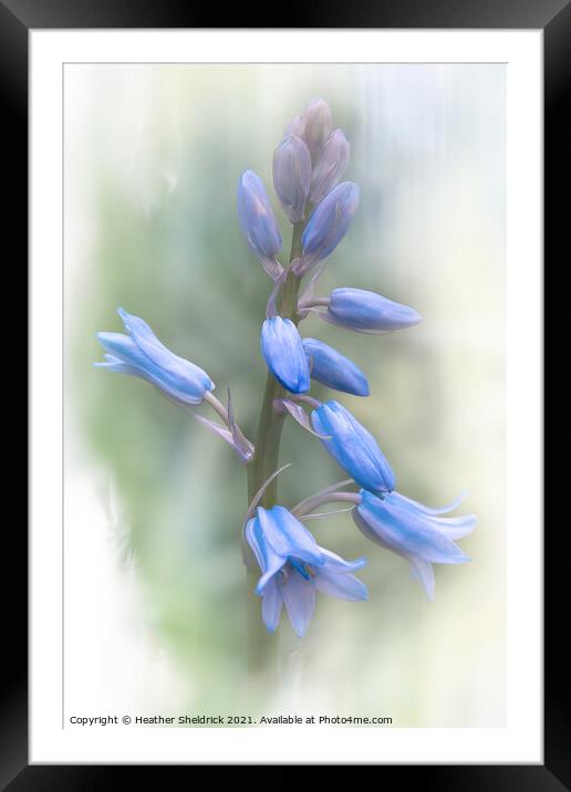 Bluebells in Spring Framed Mounted Print by Heather Sheldrick