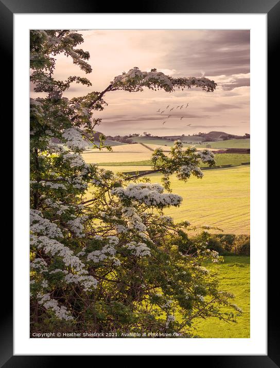 May Tree overlooking Ingleborough at sunset Framed Mounted Print by Heather Sheldrick