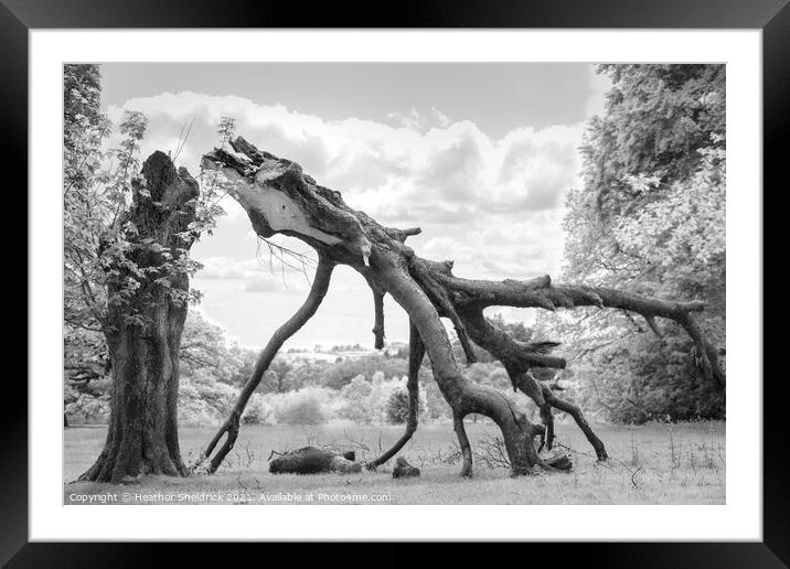 Dragon Tree Framed Mounted Print by Heather Sheldrick