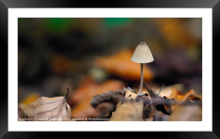 Lone mushroom in Autumn Woodland Framed Mounted Print by Heather Sheldrick